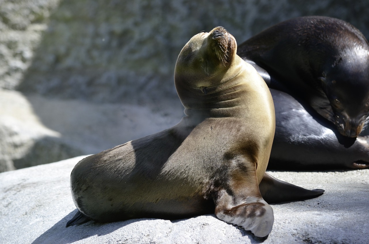 Des Bebes Phoques Decapites En Nouvelle Zelande Des Bebes Phoques Decapites En Nouvelle Zelande