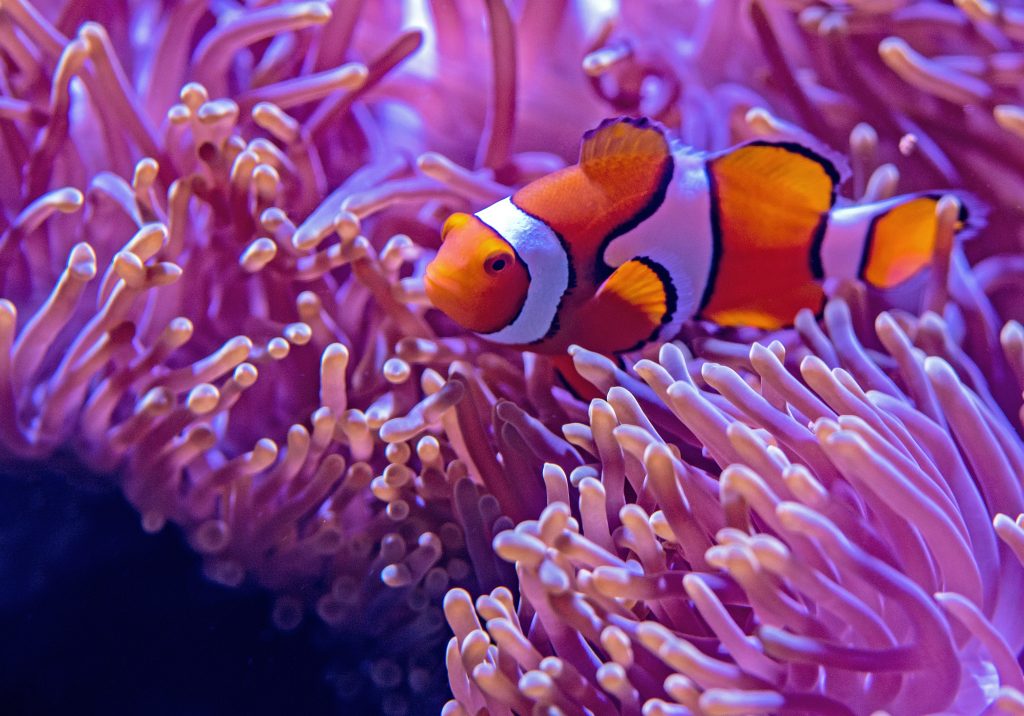 La Fondation Tara publie six vidéos pédagogiques sur le corail