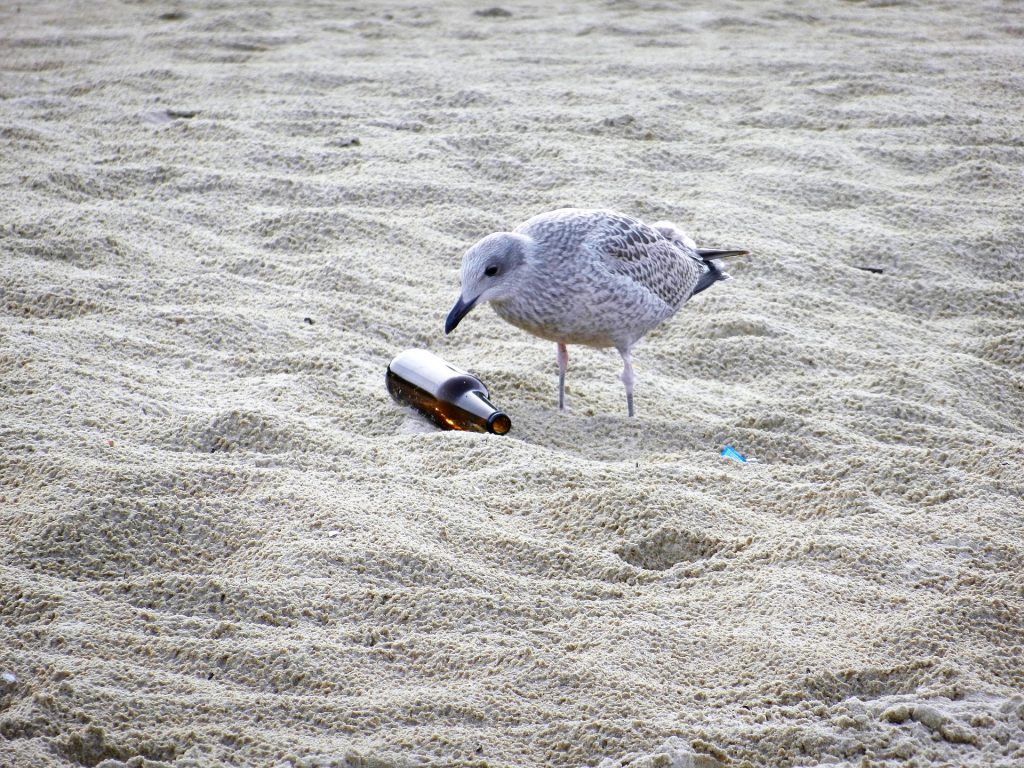 bouteille verre sable oiseau