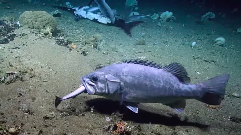Il Se Fait Sucer Par Un Poisson En plein repas, un squale se fait gober par un poisson encore plus gros