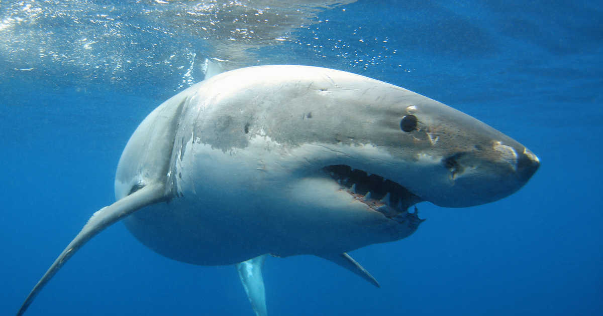 Les Cinq Animaux Marins Les Plus Dangereux Du Monde Mer Oc an