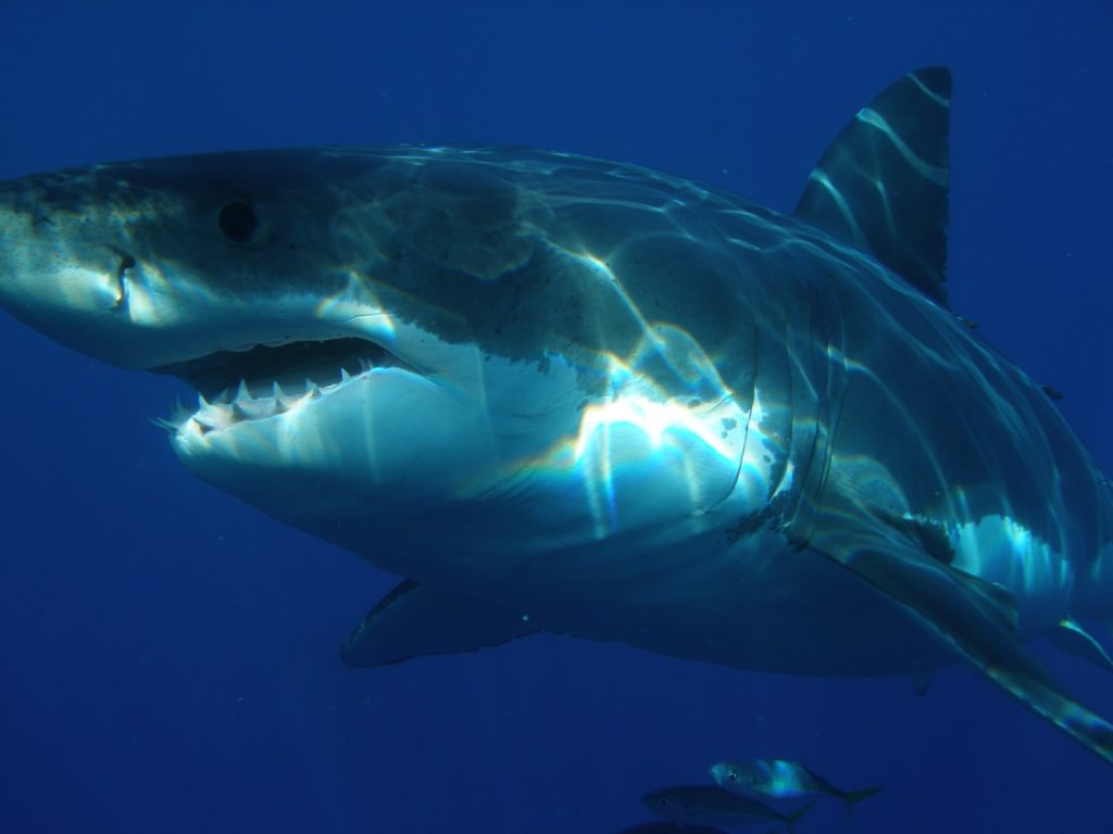 Les Cinq Animaux Marins Les Plus Dangereux Du Monde Mer