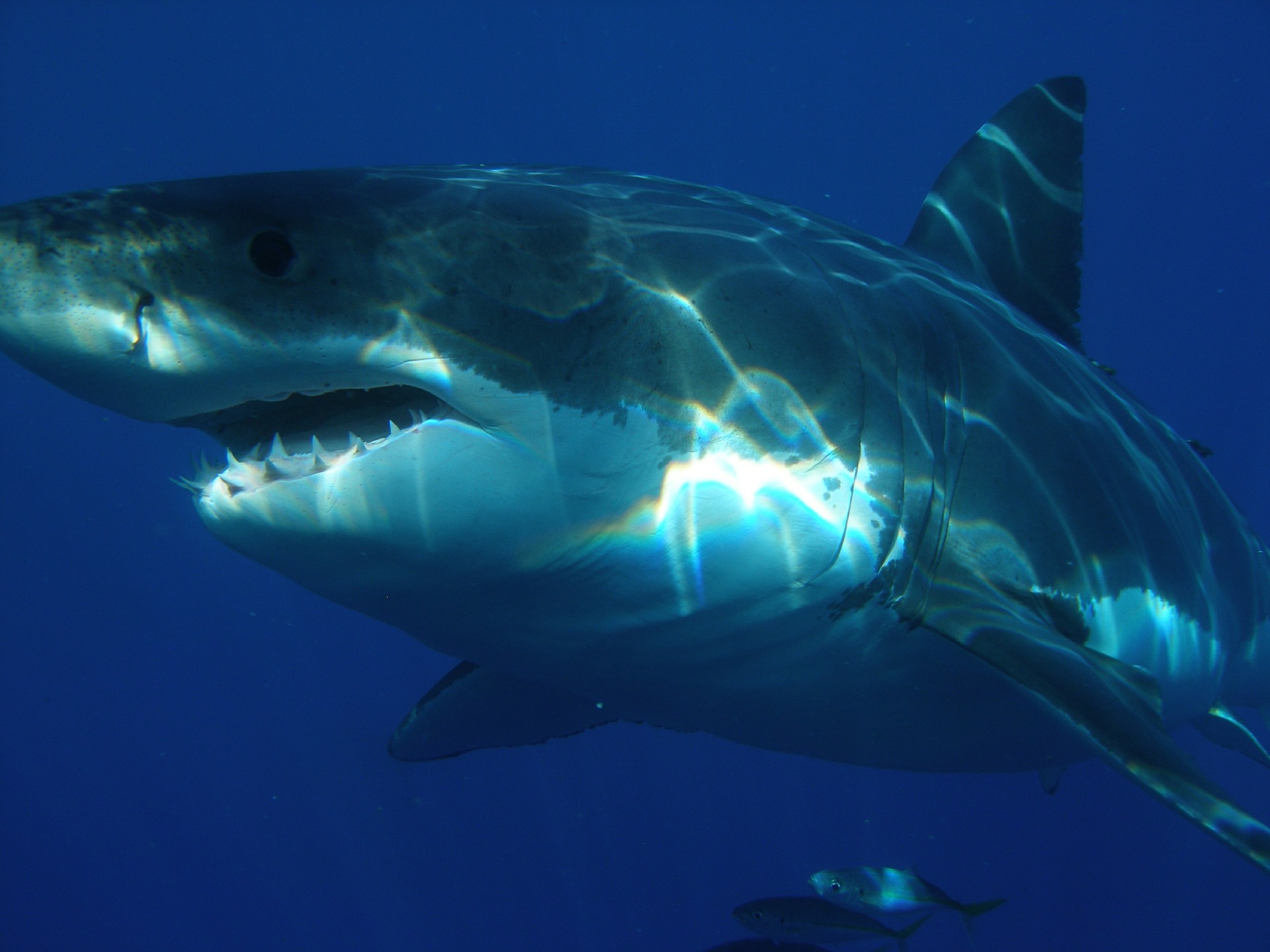 Les Cinq Animaux Marins Les Plus Dangereux Du Monde Mer Oc an