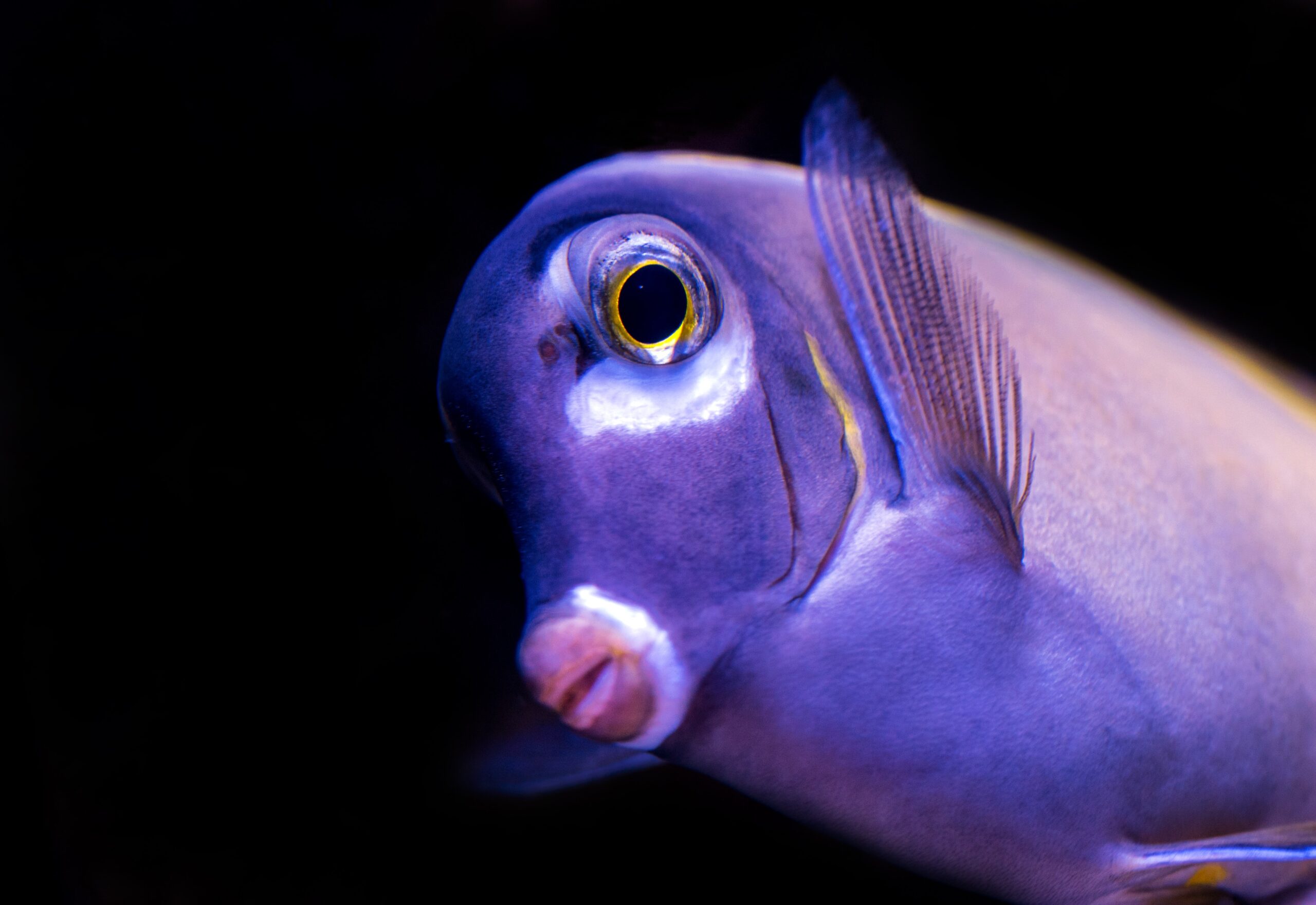 poissons des mers et oceans