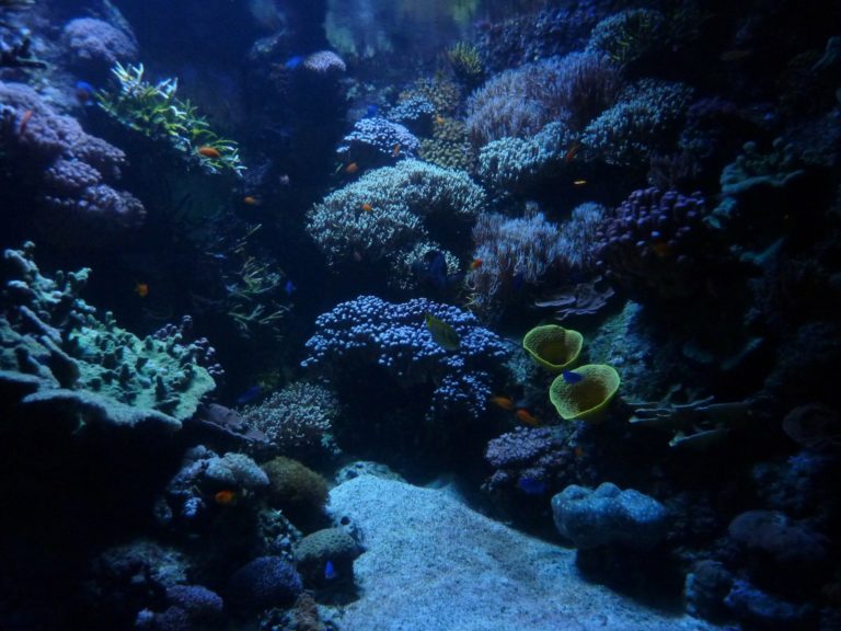 Les secrets des profondeurs des océans Mer & Océan