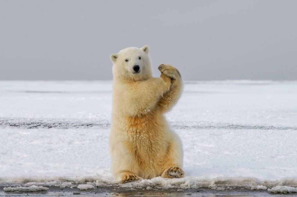 2020 L'ours Qui Avala Une Mouche