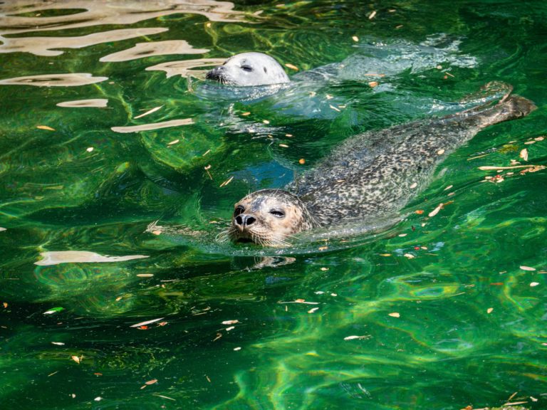 Un centre recueille des animaux marins échoués à Calais
