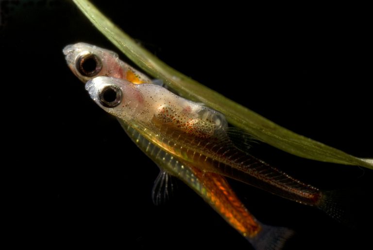 Quel est le plus petit animal marin vivant de nos jours ? Mer & Océan — free download