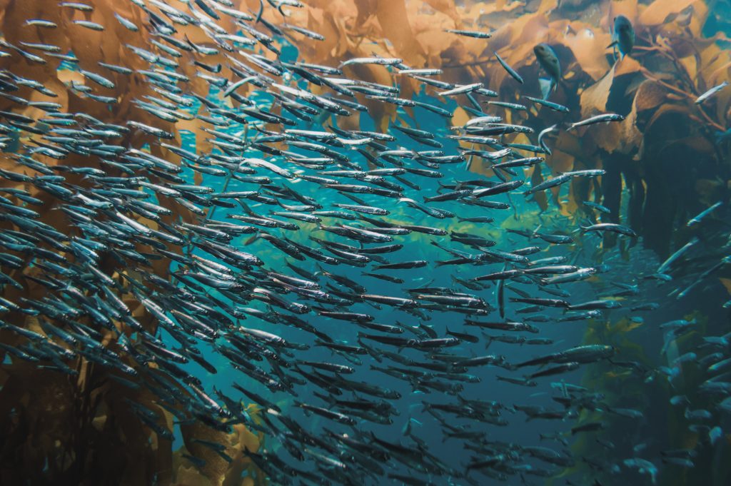 Environnement : mais pourquoi les sardines sont-elles de plus en plus  petites ?