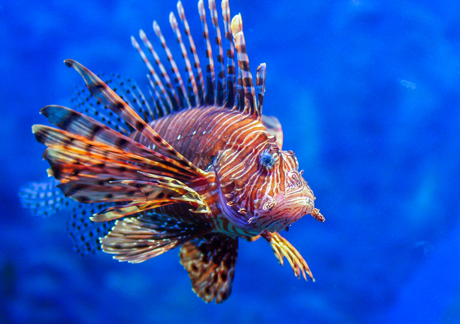 En Méditerranée, l'inquiétante invasion du poisson-lion, prédateur  redoutable