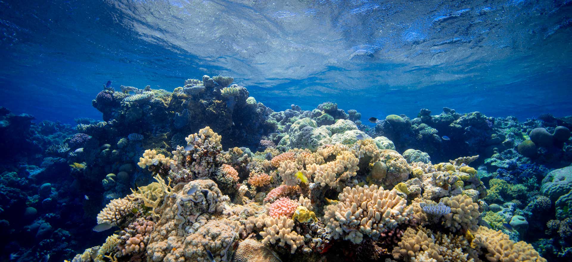 CORAIL