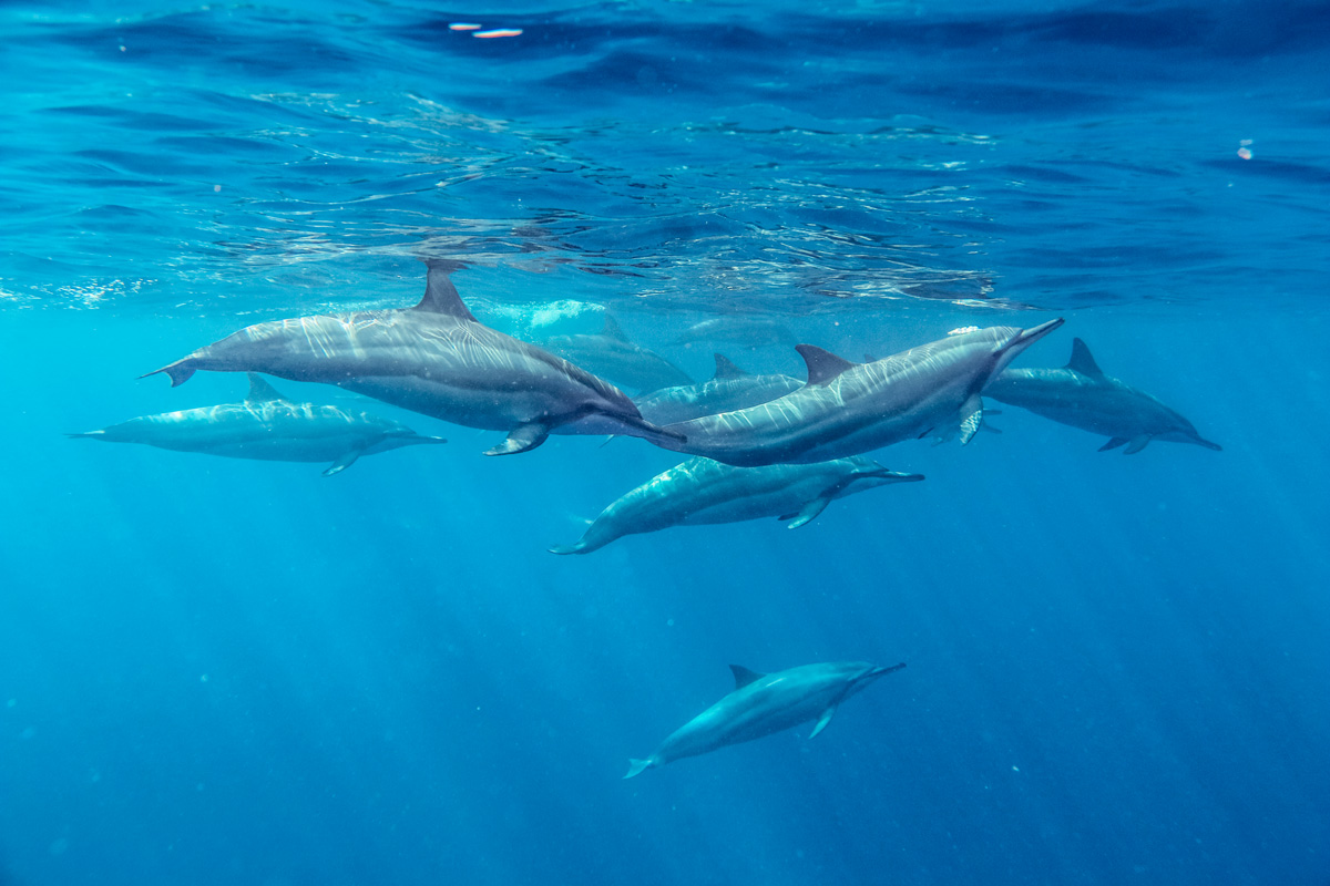 Saviezvous que les dauphins sont polis et qu