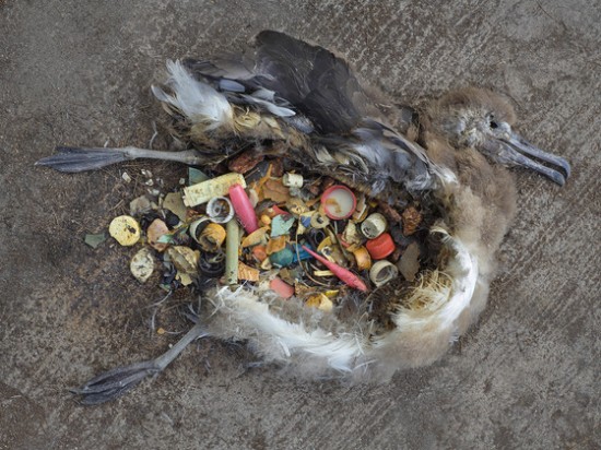 Les oiseaux marins, eux aussi, souffrent de la pollution plastique ...