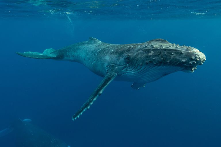 baleine bleue