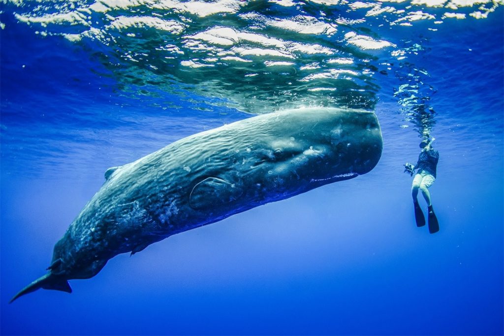 Animaux Marins En Forme Ronde. Monde Sous-marin Créatures Marines