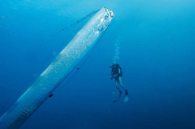 régalec / serpent de mer