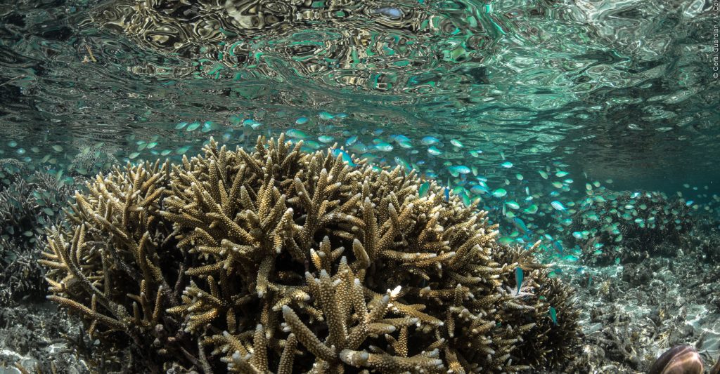 coraux océans --> réchauffement climatique