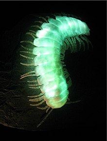 motyxie espèces bioluminescentes
