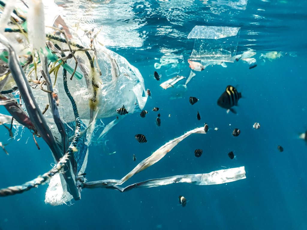 la pollution plastique affecte les espèces marines