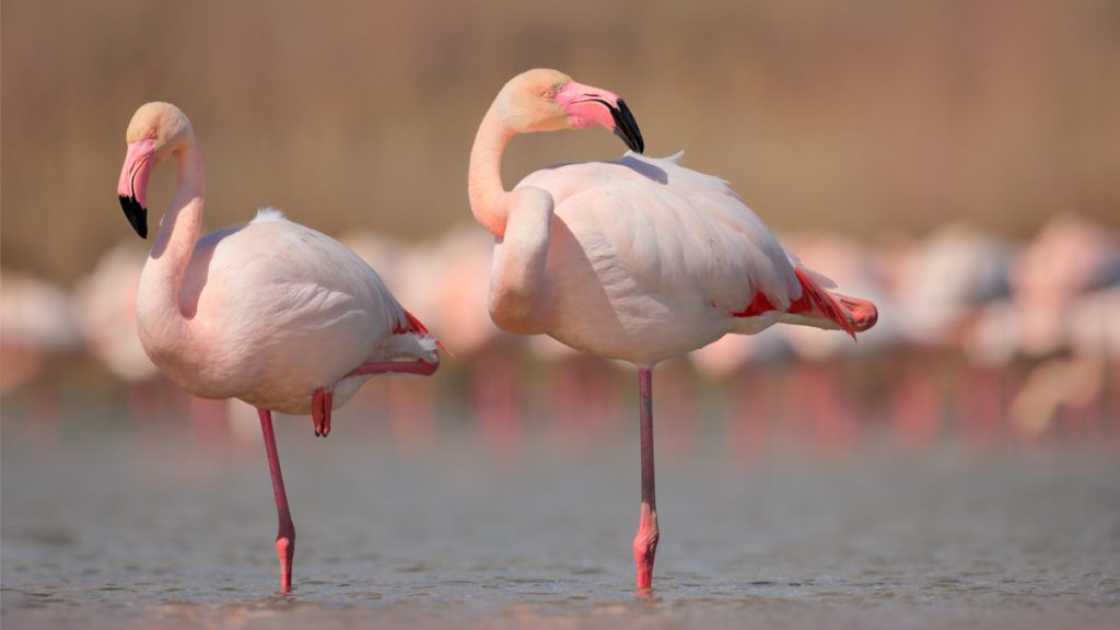 Flamants roses