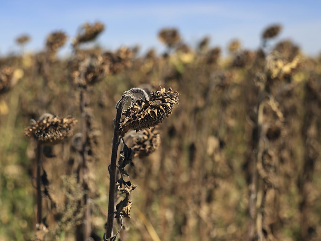 réchauffement climatique France