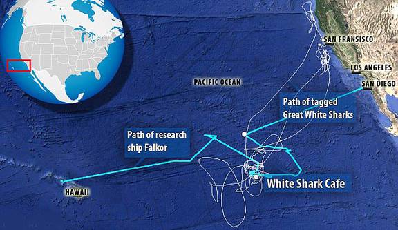 White Shark Café on a map
