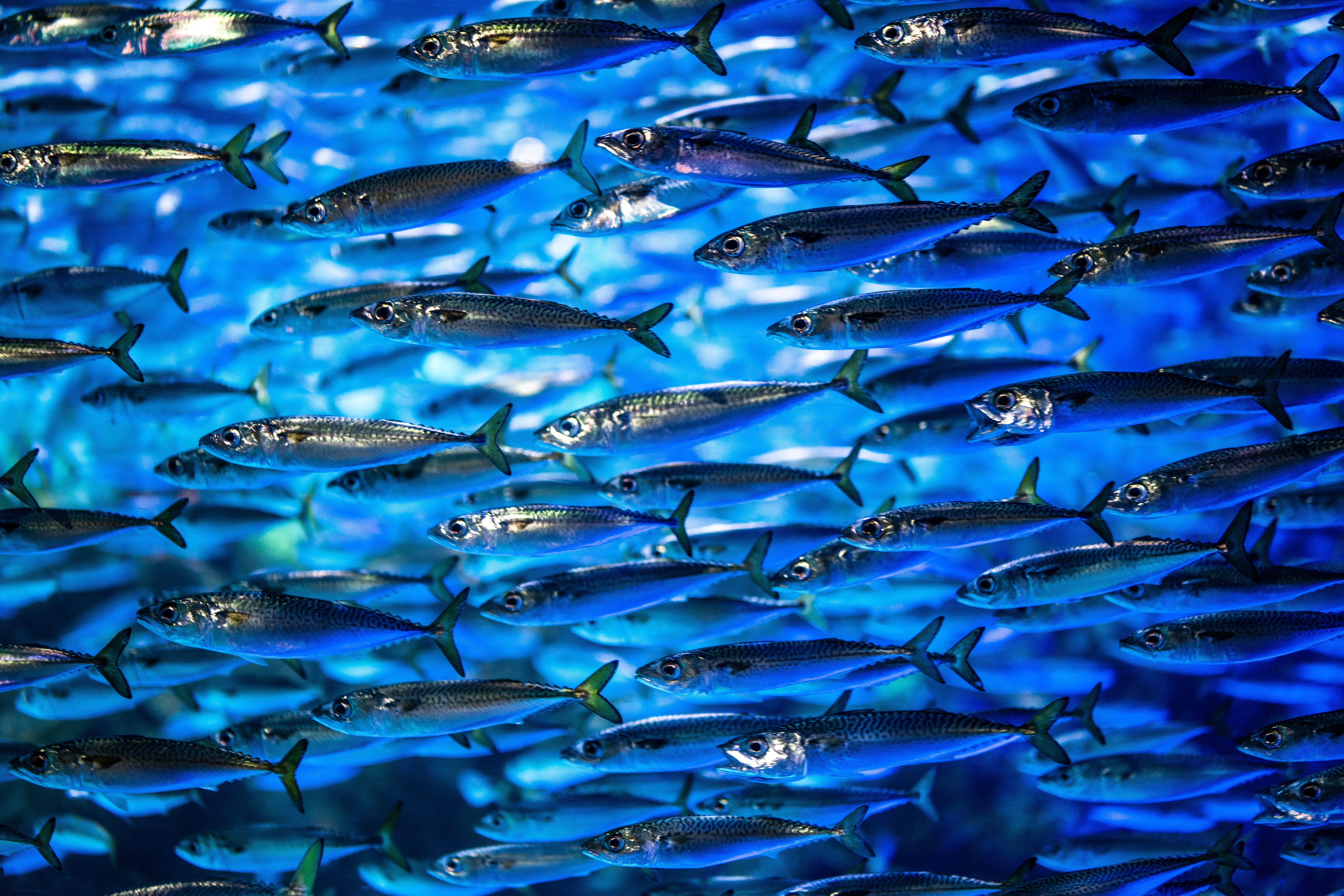 Les sardines ont perdu 4 centimètres et les deux tiers de leur poids en 10  ans