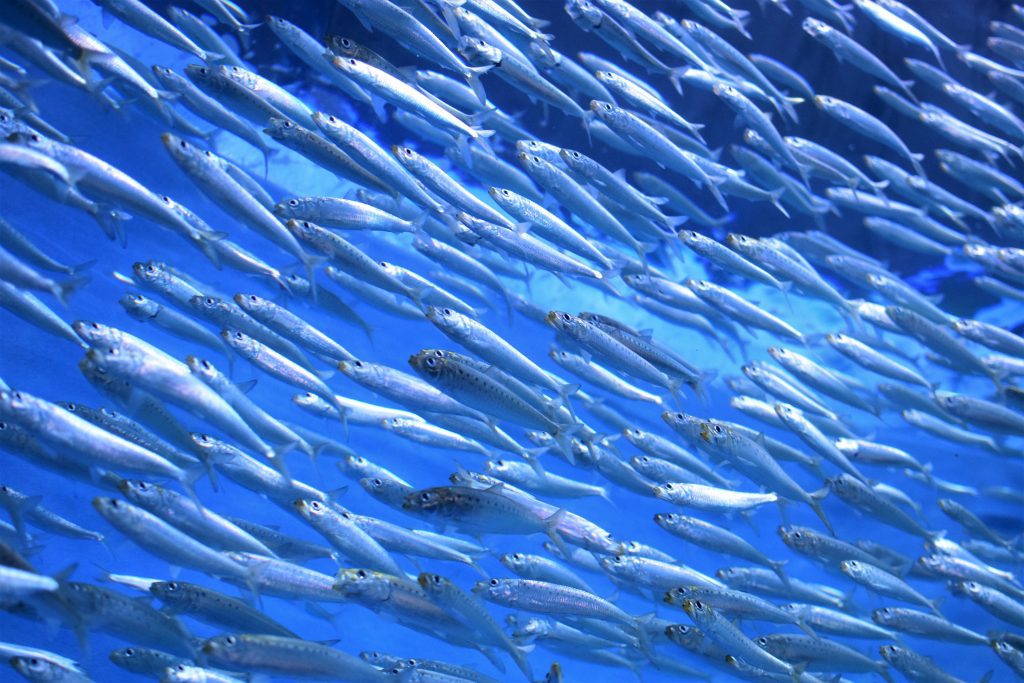 groupe dans eau bleue