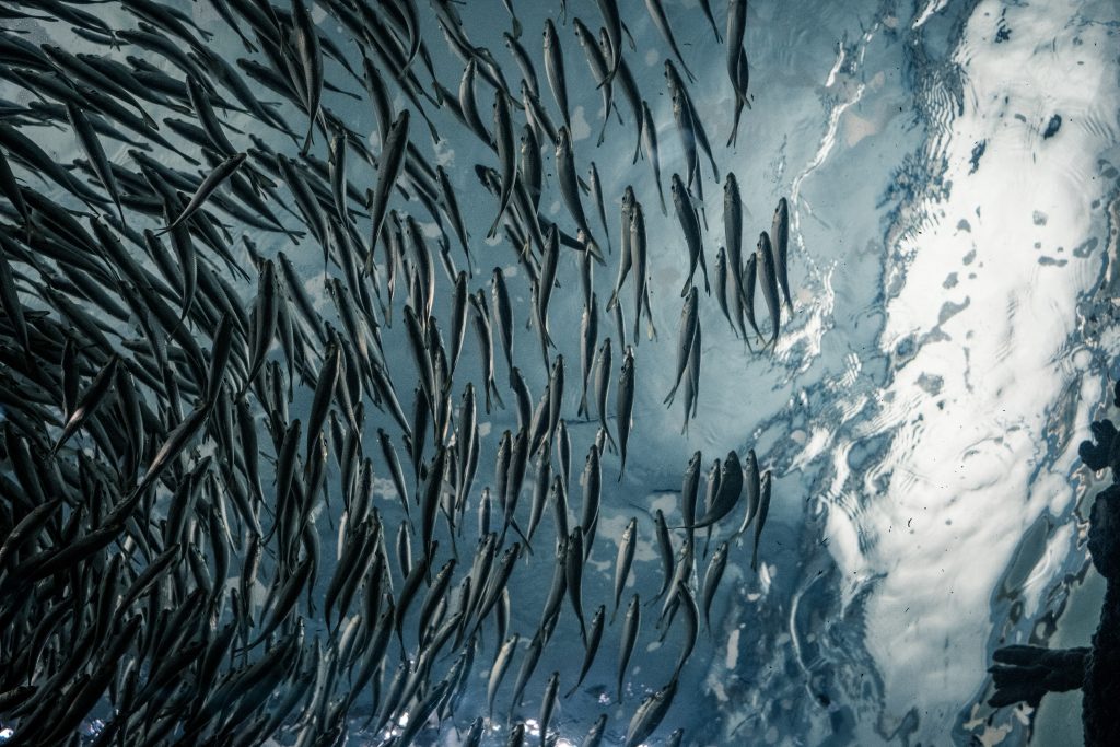 sardines dans l'océan