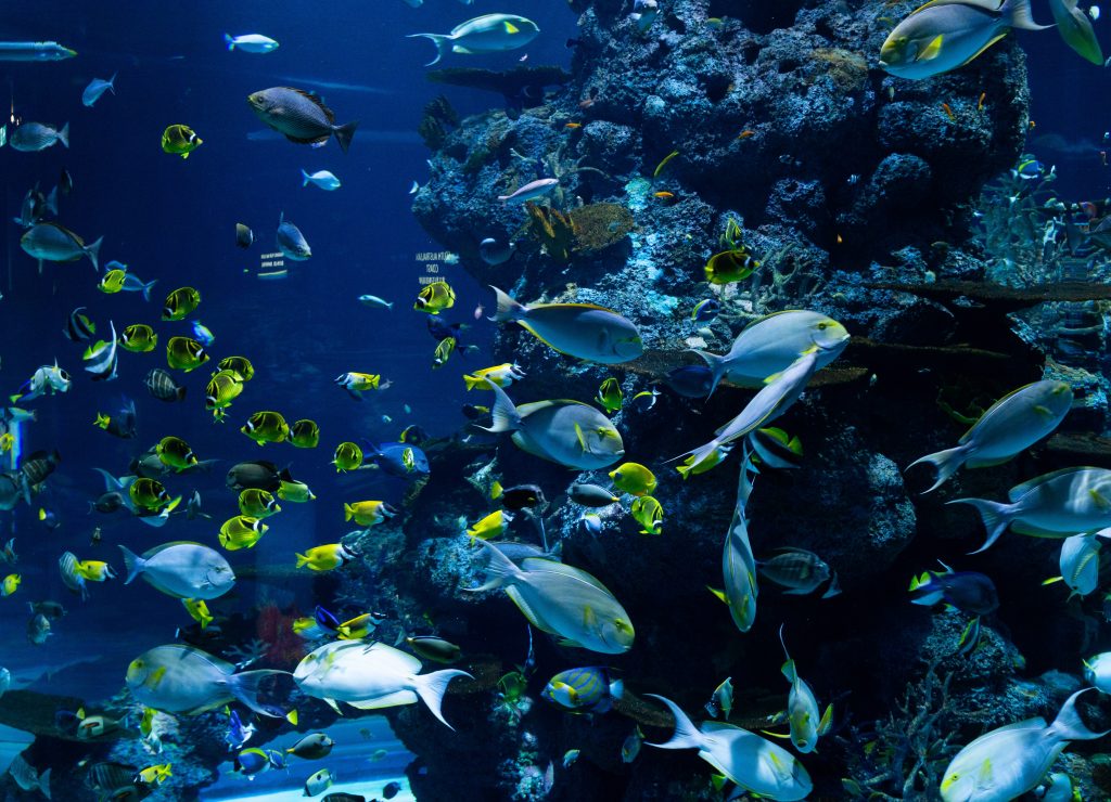 ecosystèmes marins