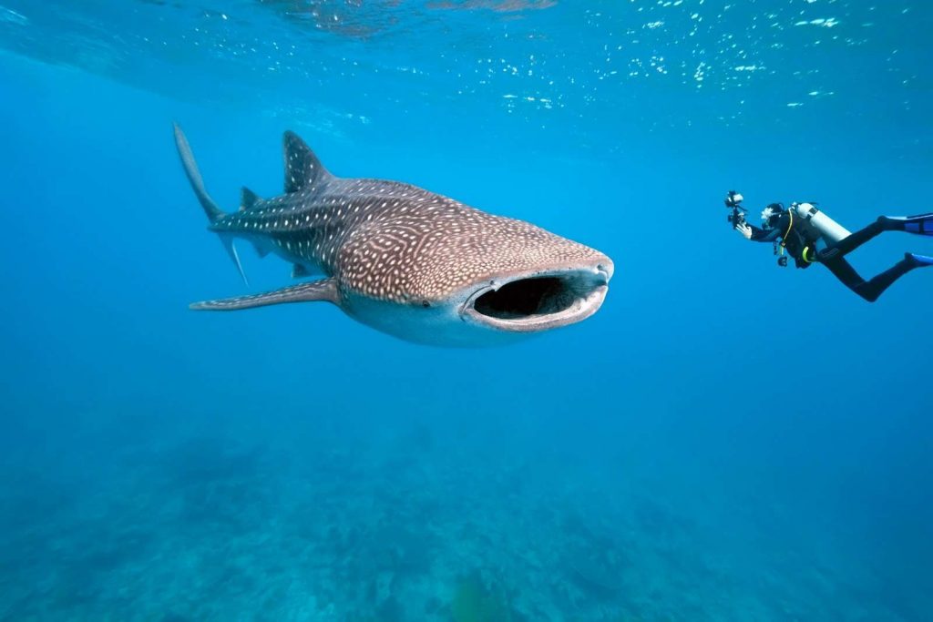 requin baleine