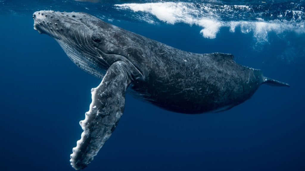 baleine à bosse animaux marins