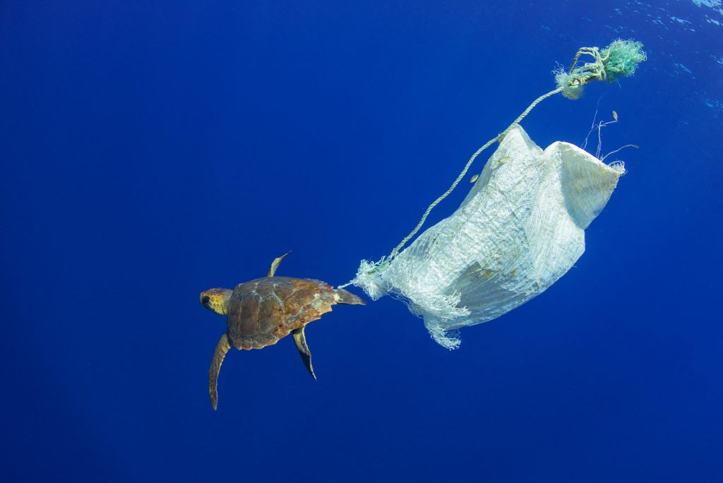 journée mondiale de l'océan