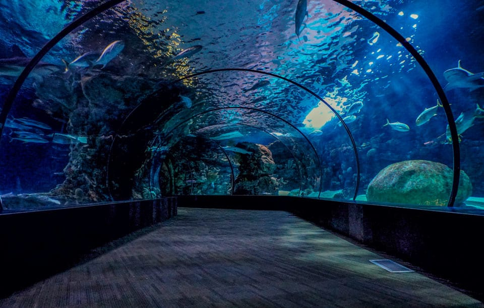 Aquarium La Rochelle