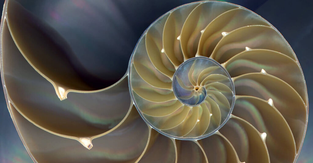 coquillage spirale
