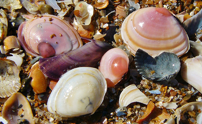 coquillages plage