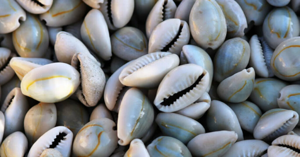 cowries