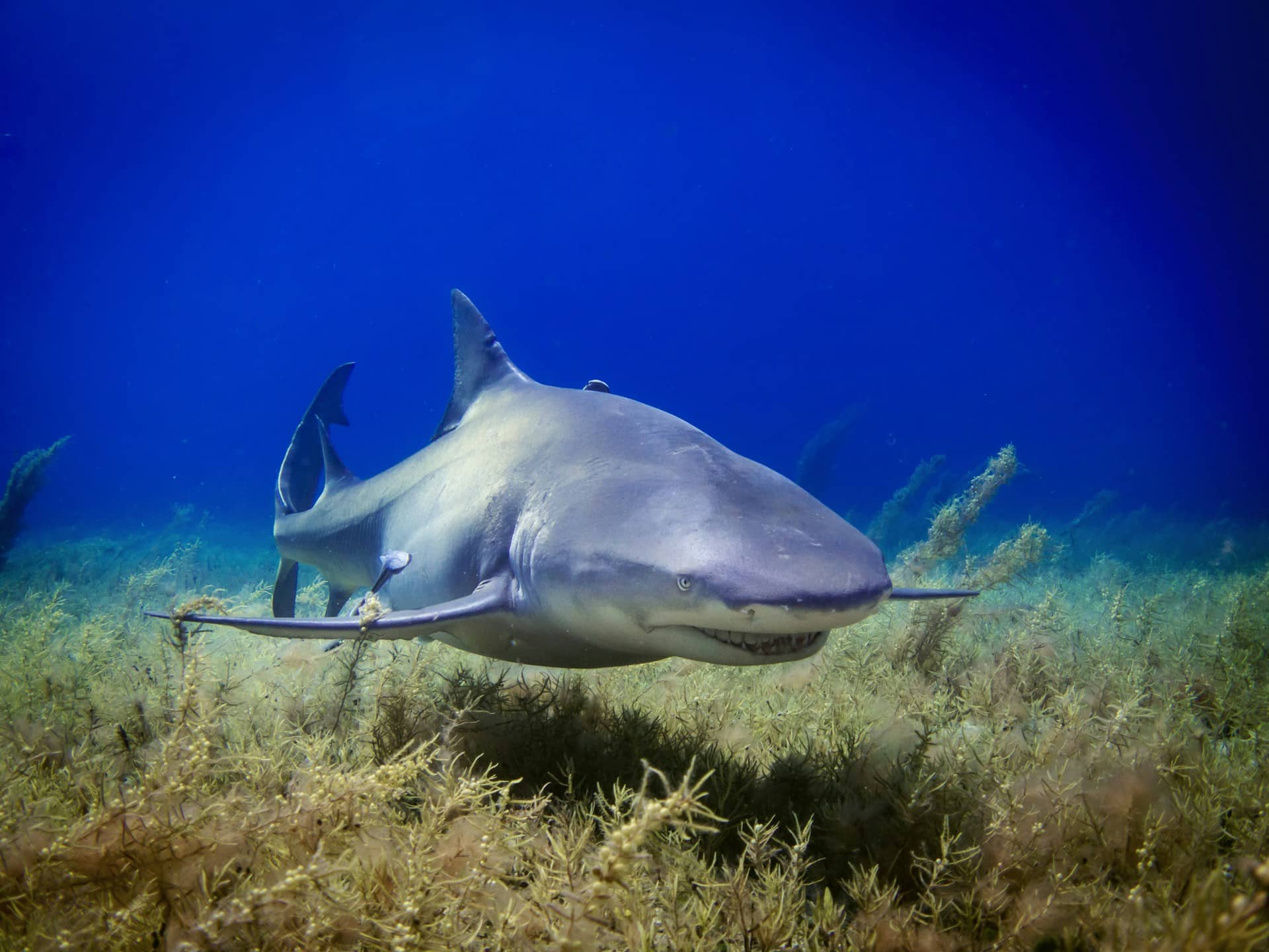 Requin Mer Les requins d’eau douce : adaptations, survivants et limites - Mer & Océan
