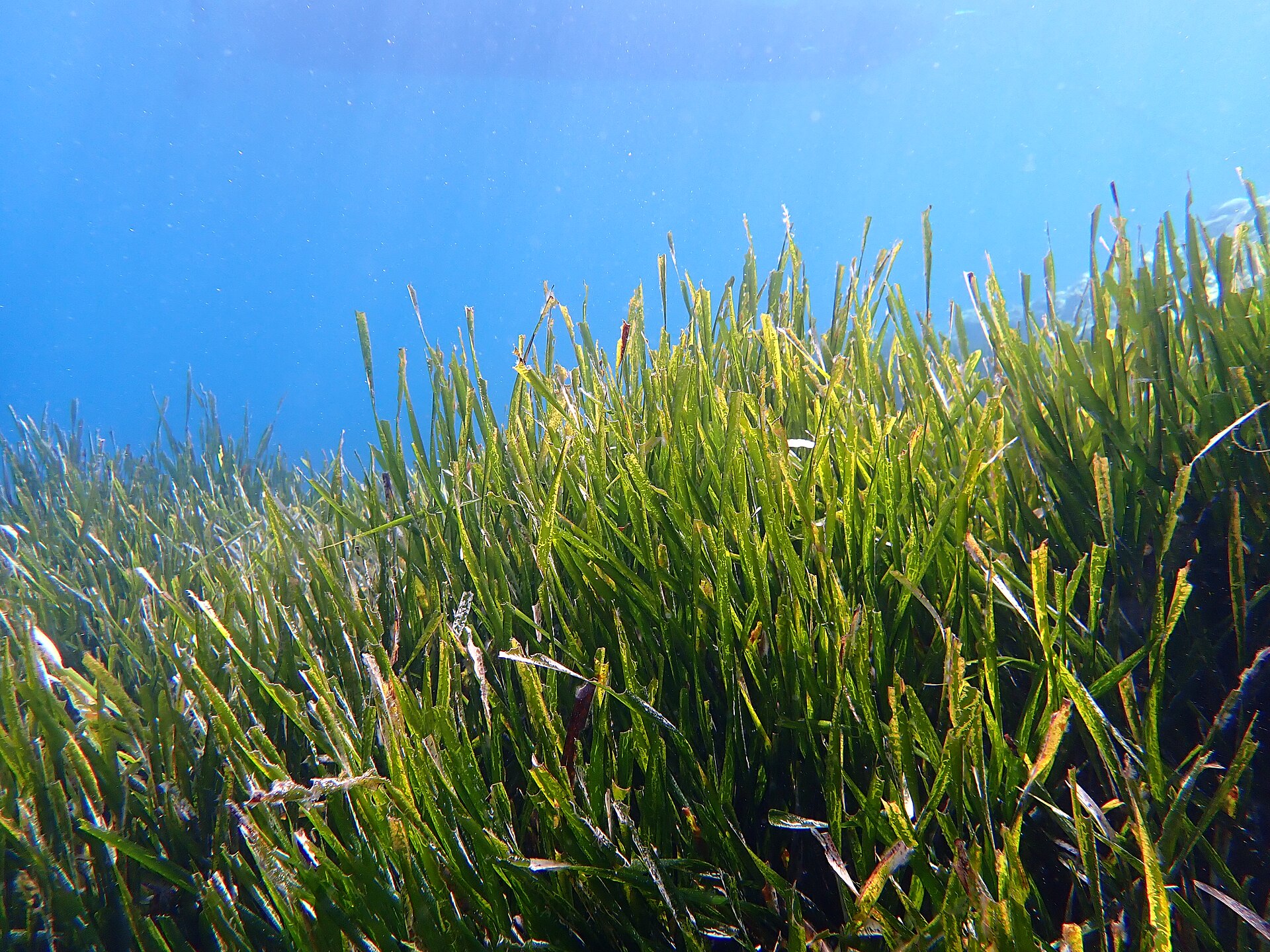 Herbier de posidonie sous la surface d'une mer Méditerranée limpide