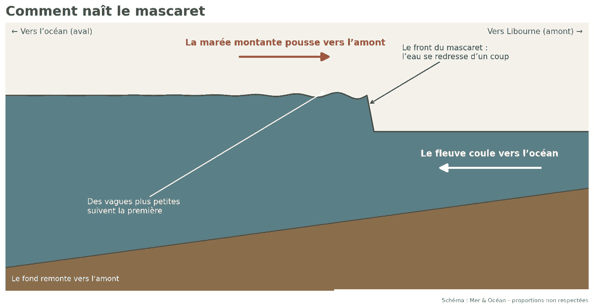 Schéma en coupe : la marée montante pousse vers l'amont contre le courant du fleuve, et l'eau se redresse en un front abrupt, le mascaret