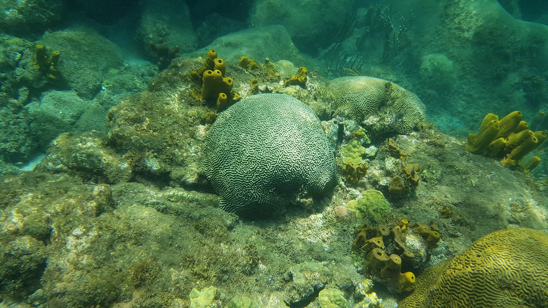 Fond marin de la réserve Cousteau en Guadeloupe avec un gros corail cerveau et des éponges tubulaires jaunes