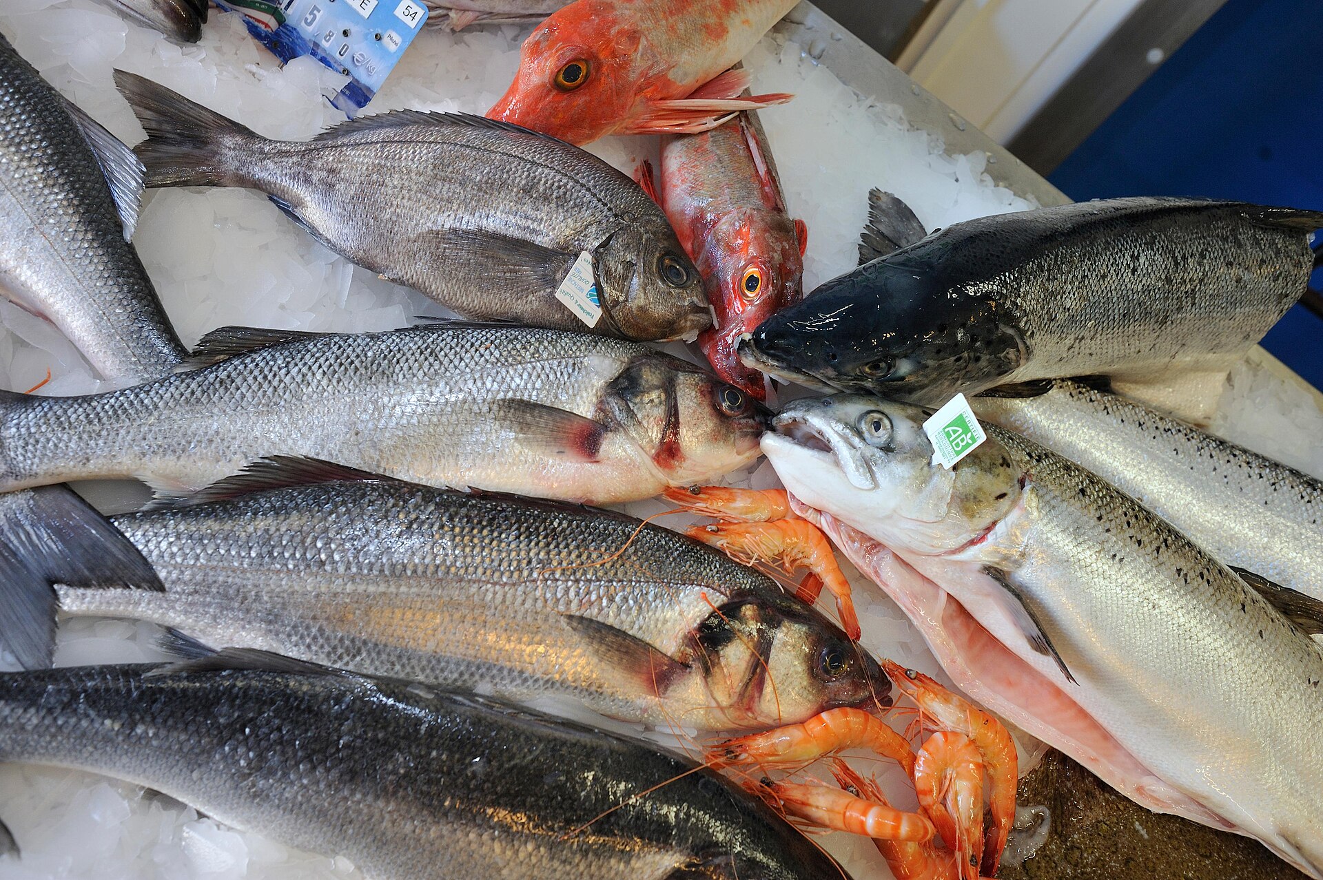Bars, dorade, saumons, rascasses et crevettes sur la glace d'un étal de poissonnerie dans le Finistère